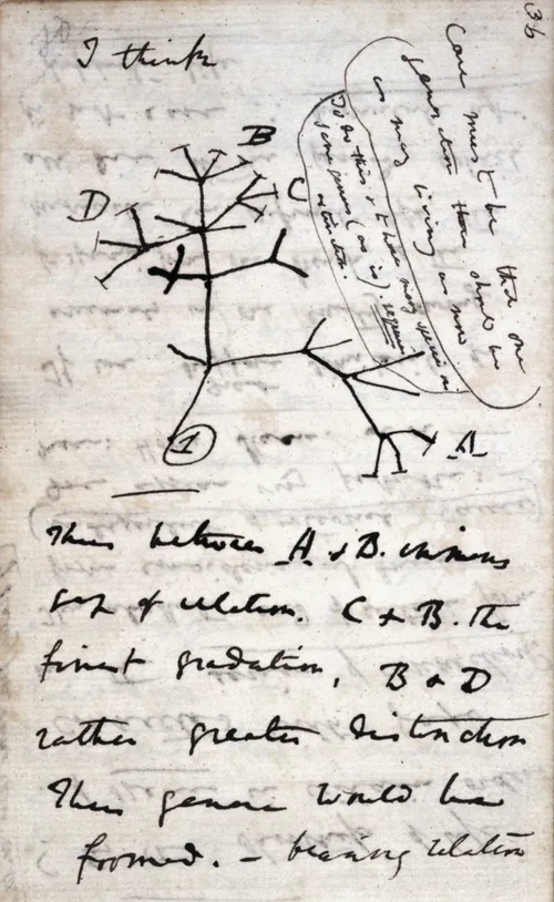 Darwin&rsquo;s first sketch of an evolutionary tree, Notebook B (1837)